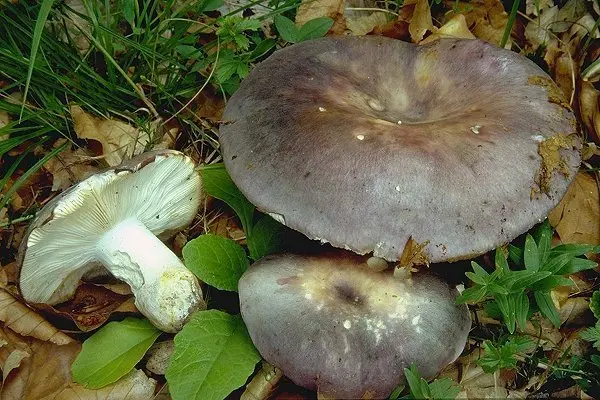 Russula blue-yellow (Russula cyanoxantha) photo and description