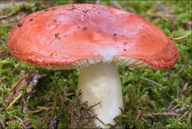 Russula burning: description and photo