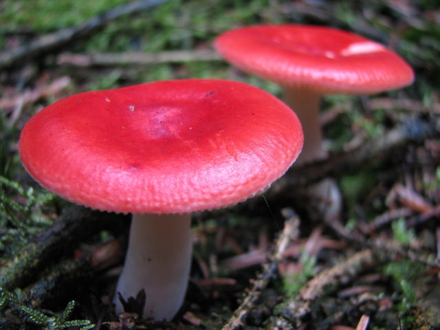 Russula burning: description and photo