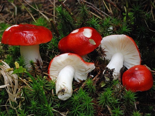 Russula burning: description and photo