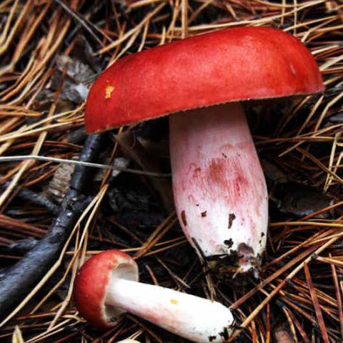 Russula burning: description and photo