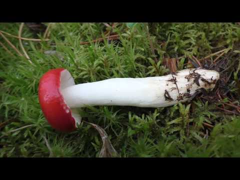 Russula burning: description and photo