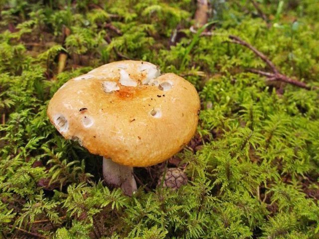 Russula fading: photo and description