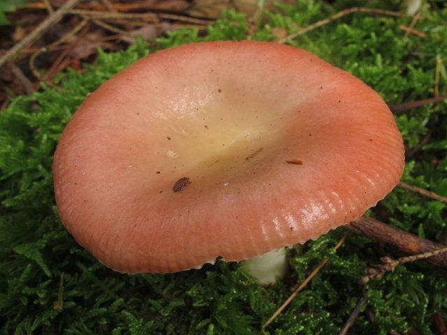 Russula fading: photo and description