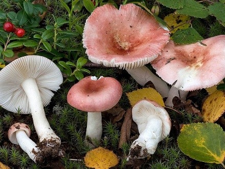 Russula fading: photo and description