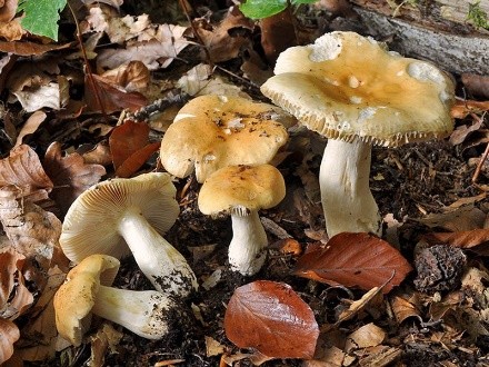 Russula fading: photo and description