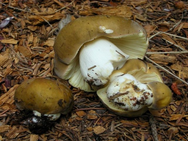 Russula fading: photo and description