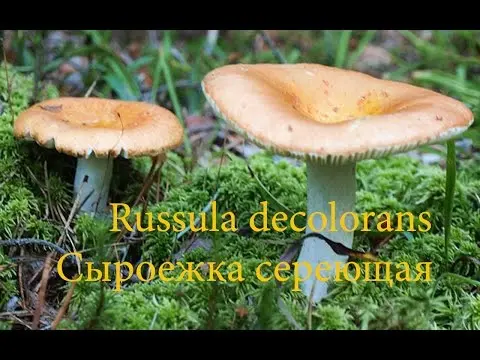 Russula fading: photo and description