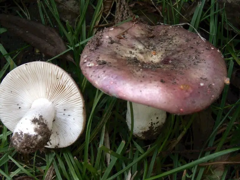 Russula fading (Russula exalbicans) photo and description