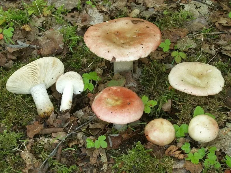 Russula fading (Russula exalbicans) photo and description