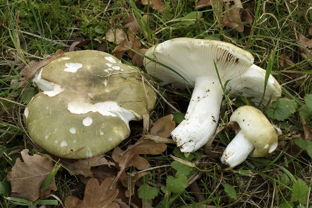 Russula forked: description and photo