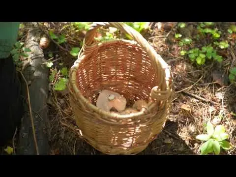 Russula forked: description and photo