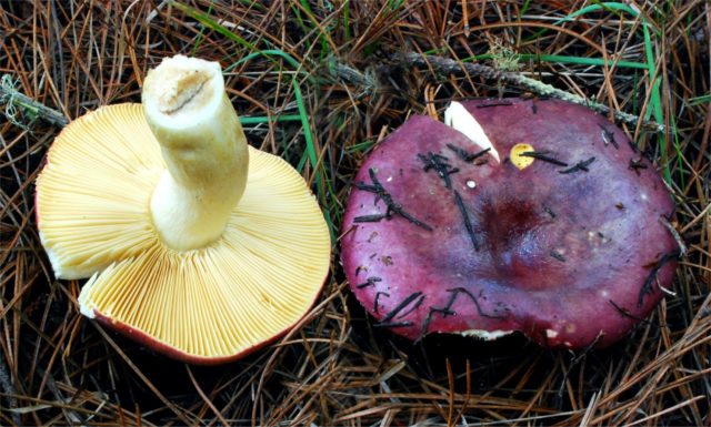 Russula fragile: description and photo