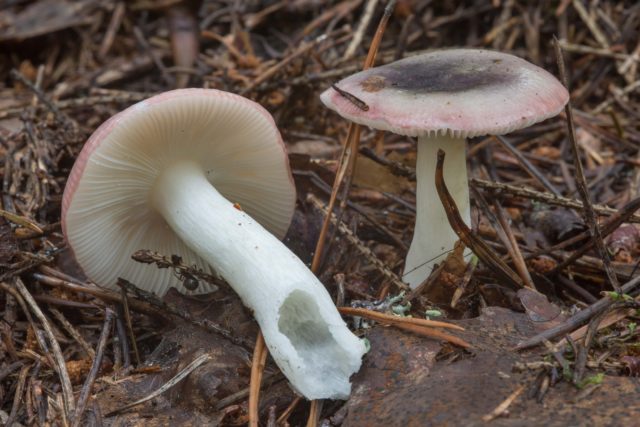 Russula fragile: description and photo