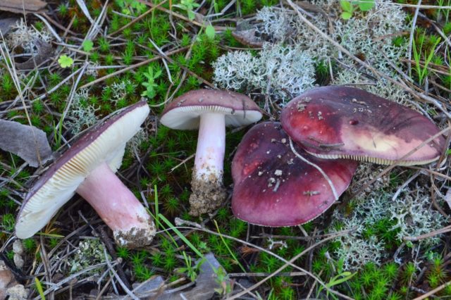 Russula fragile: description and photo