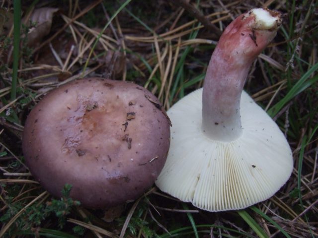 Russula fragile: description and photo