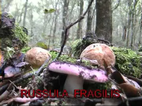 Russula fragile: description and photo