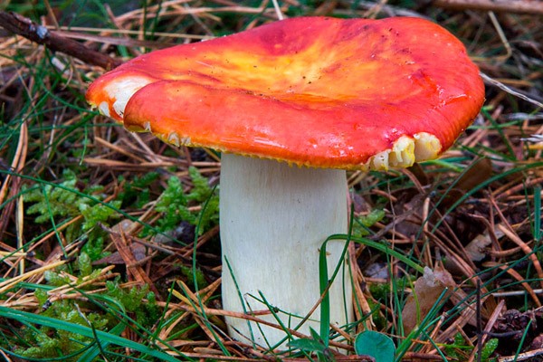 Russula golden: description and photo