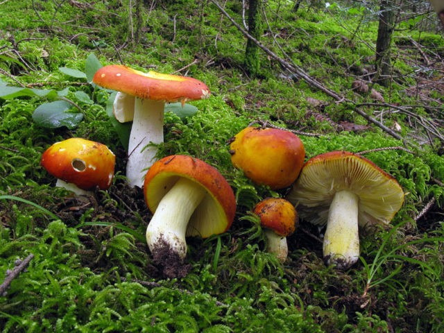 Russula golden: description and photo