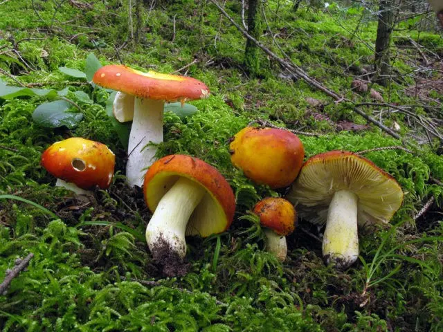 Russula golden: description and photo