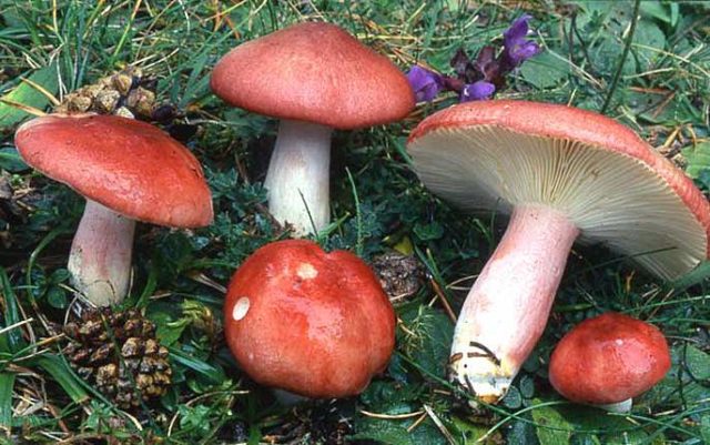 Russula golden: description and photo