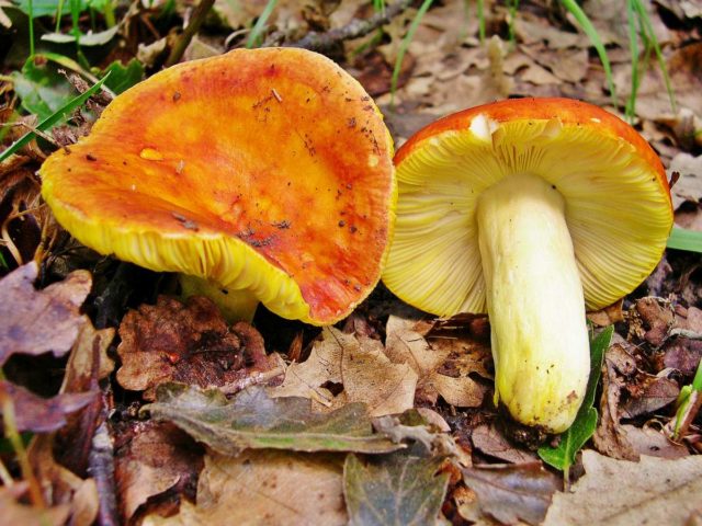 Russula golden red: description and photo