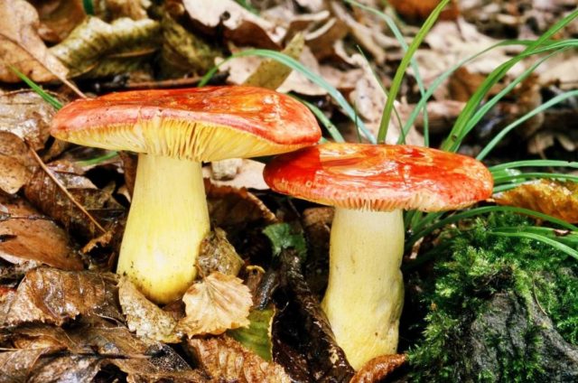 Russula golden red: description and photo