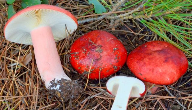 Russula golden red: description and photo