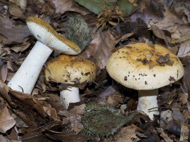 Russula golden red: description and photo