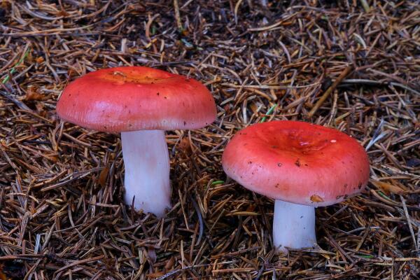 Russula golden red: description and photo