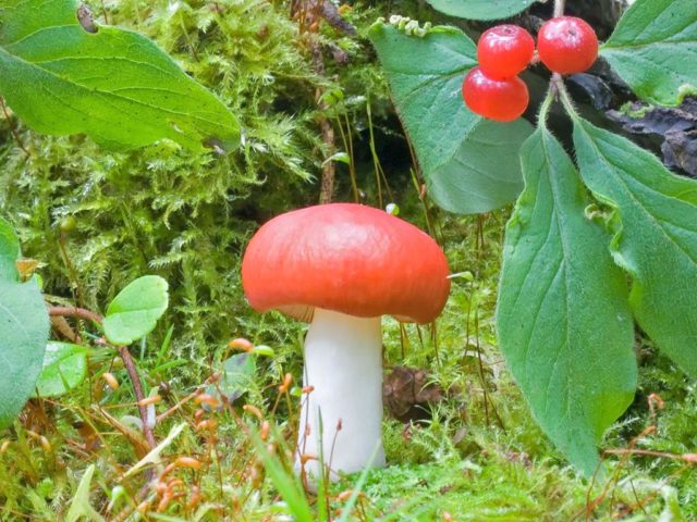 Russula golden red: description and photo