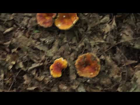 Russula golden red: description and photo