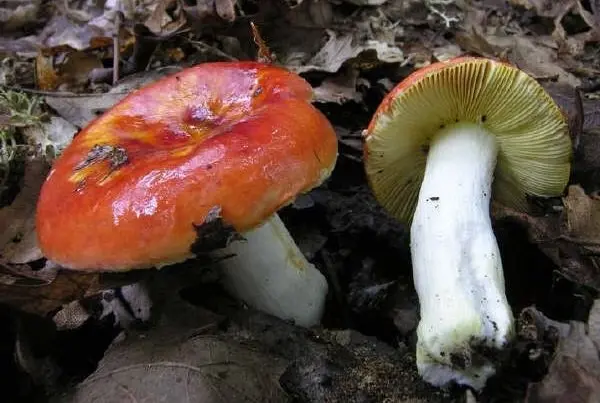 Russula golden red (Russula aurea) photo and description