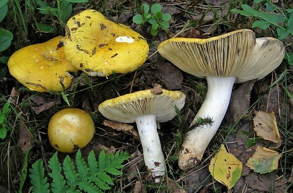 Russula golden yellow: description and photo