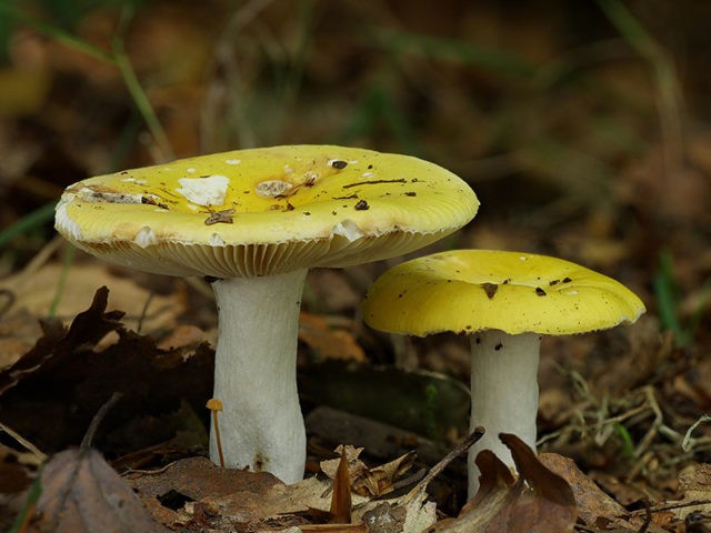 Russula golden yellow: description and photo