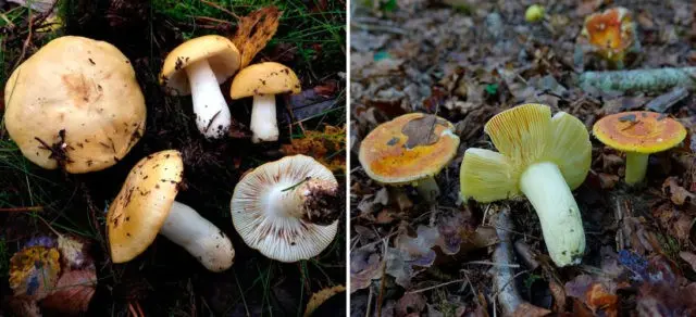 Russula golden yellow: description and photo