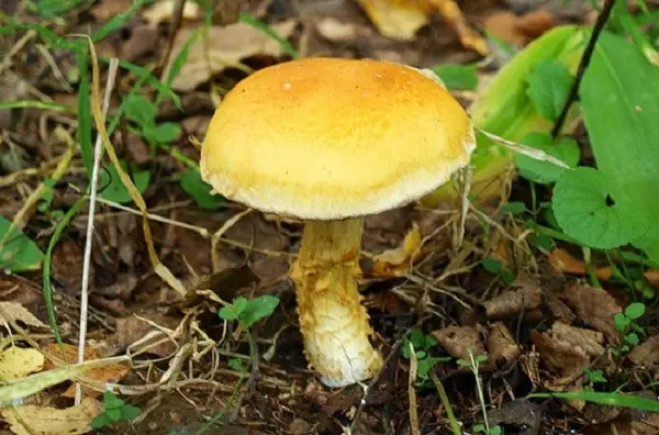 Russula golden yellow: description and photo