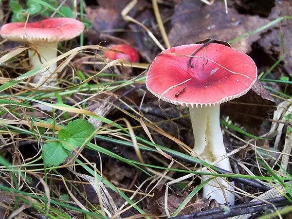 Russula golden yellow: description and photo