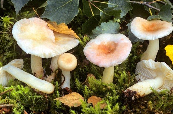 Russula golden yellow: description and photo