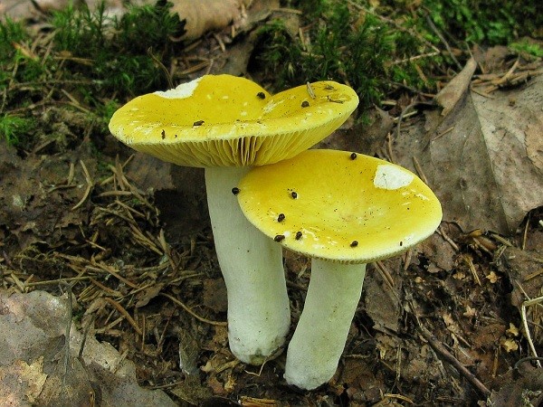 Russula golden yellow: description and photo