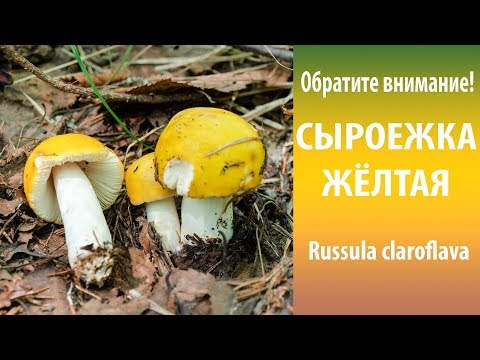 Russula golden yellow: description and photo