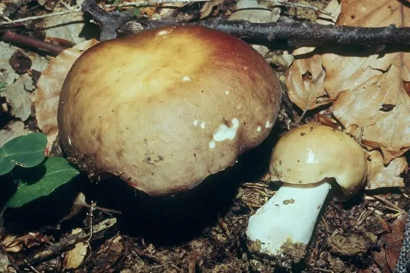 Russula green-red (Russula alutacea) photo and description