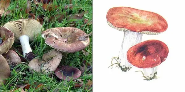 Russula green-red (Russula alutacea) photo and description