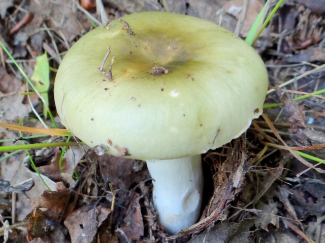 Russula green: twins, photos, how to cook