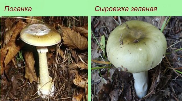 Russula green: twins, photos, how to cook