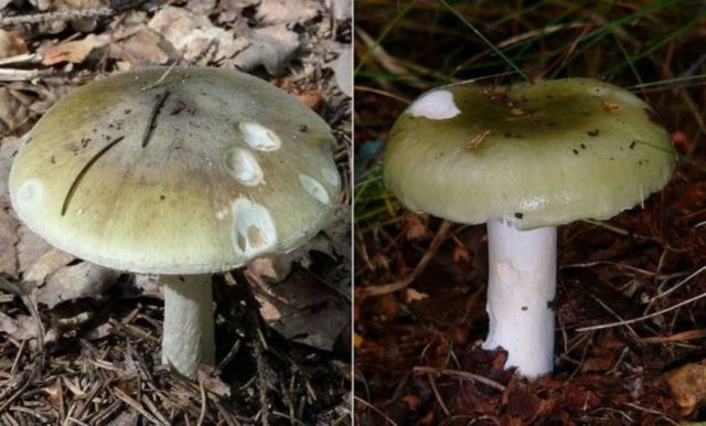 Russula green: twins, photos, how to cook