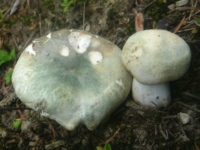 Russula green: twins, photos, how to cook