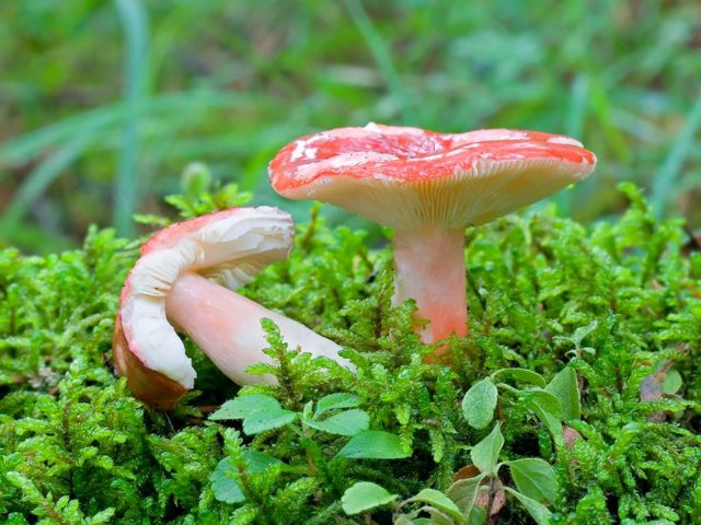 Russula green: twins, photos, how to cook