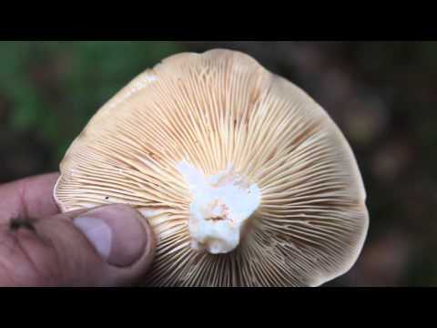 Russula green: twins, photos, how to cook