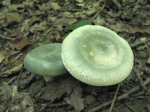 Russula greenish: mushroom description, photo